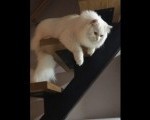 Turska angora