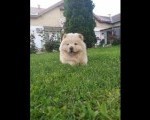Cau cau Chow chow stenad najlepsi pokon 