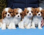 Dostupni štenci Cavalier King Charles španijela  