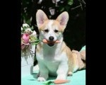 Velski korgi/Welsh Corgi Pembroke