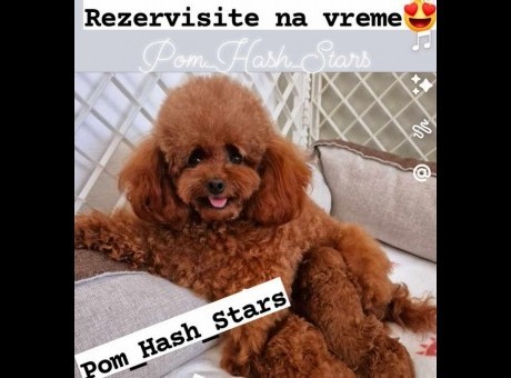 pom1.jpg