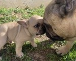 Francuski buldog 