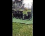 Nemački Ovčar štenci