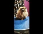 Pomeranac zenka