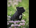 Francuski Buldog prelepi štenci