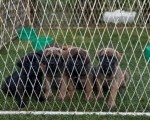 CANE CORSO prelepi štenci