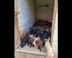 Štenci labradora