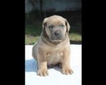 Cane Corso štenci