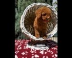 Crvene toy PUDLE 