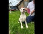Zenkica Dogo Argentino
