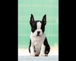 Boston terrier stenad