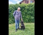 Cane Corso 