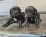 Cane Corso Kane Korso