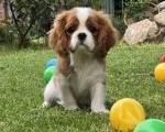 Cavalir king Charles spaniel štene vrhunskog kvaliteta