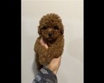 Mini crvene pudle!
