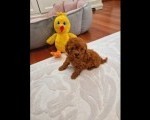TOY PUDLE  