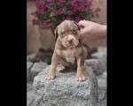 American Bully XL, Američki Buli štenci