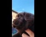 Čokoladni  štenci labrador retrivera 