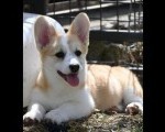 Velški korgi/Welsh Corgi Pembroke