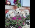 Cau Cau Chow Chow