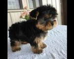 Yorkie puppies for adoption