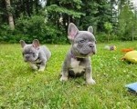 Adorable Frenchie puppies for sale