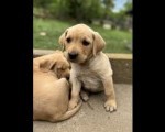 Na prodaju štenci labrador retrivera–vakcinisani i spremni za novi dom!