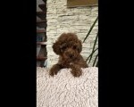 Crvene Toy Pudle