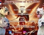 Rezervacija štenaca Dogo Argentino