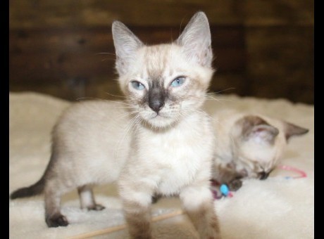 snowbengal.jpg