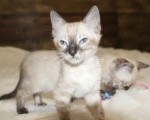 Snow/Silver/charcoal/Brown Bengal Kittens