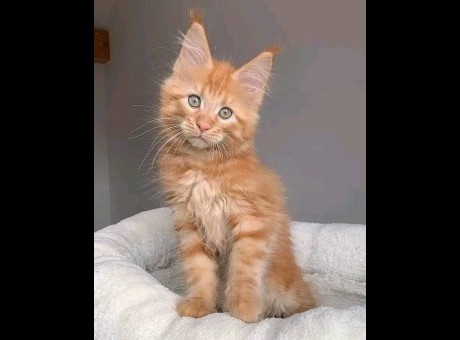 maxmainecoon.jpg