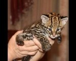 Ocelot Kittens +27842597191