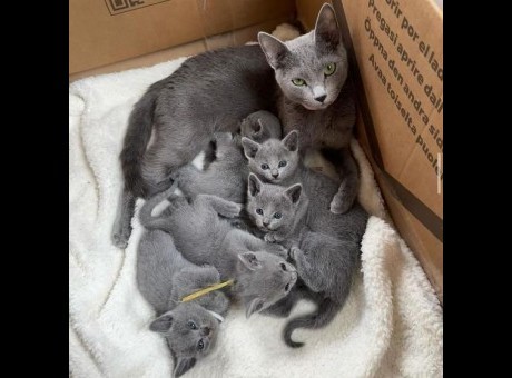 russianblue.jpg