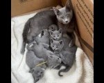 Russian Blue Kittens +27842597191