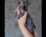 Sphynx Kittens +27842597191