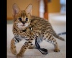 African Serval Kittens +27842597191