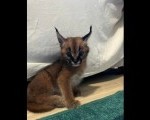 Caracal Kittens +27842597191