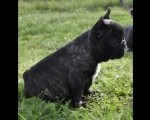 Francuski Buldog vrhunski štenci