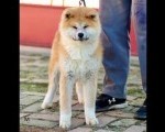 Akita Inu