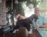 Patuljasti šnaucer žensko štene