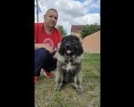 Kavkaski ovčar štenci
