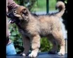 Kavkaski ovčar prelepi štenci