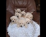Labrador retriver štenci bele boje 