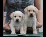 Labrador retriver stenci