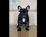 Francuski Buldog vrhunski štenci