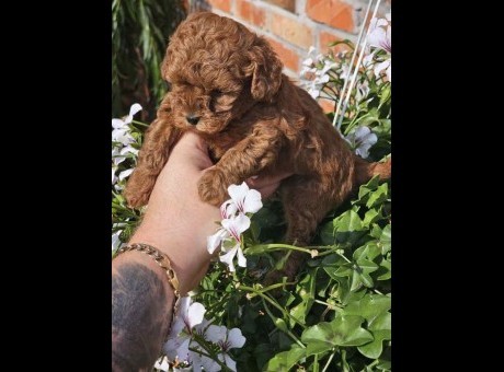 teddy4.jpg