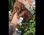 Teddy bear toy PUDLE 