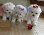 pudle