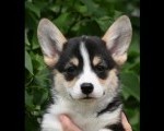 Velski korgi Welsh Corgi Pembroke